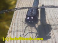 /home//u458753944/public_html/sourcegallery//Insects and small critters/dragonflies and damselflies/P1140138.JPG